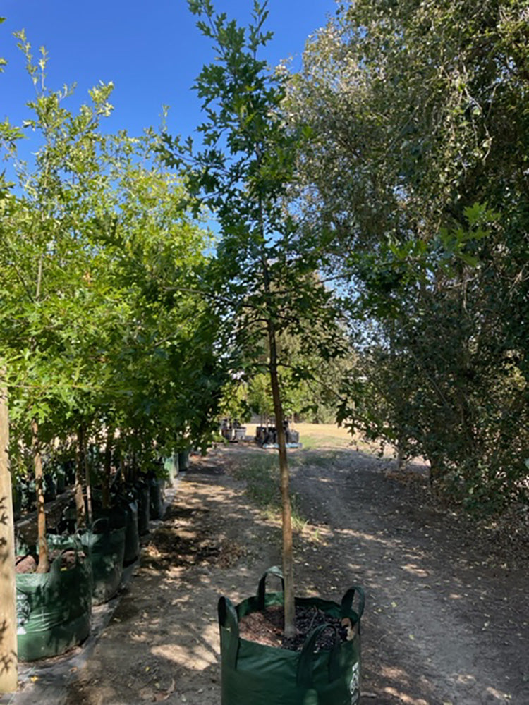 Quercus palustris 200L Grow Bag for sale Adelaide Plant Co