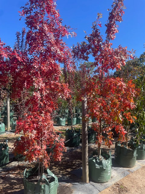 Quercus palustris 300mm Pot for sale Adelaide Plant Co