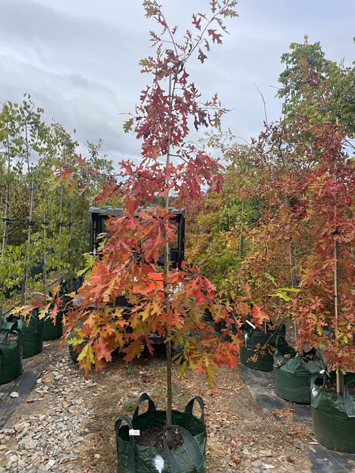 Quercus palustris 300mm Pot for sale Adelaide Plant Co