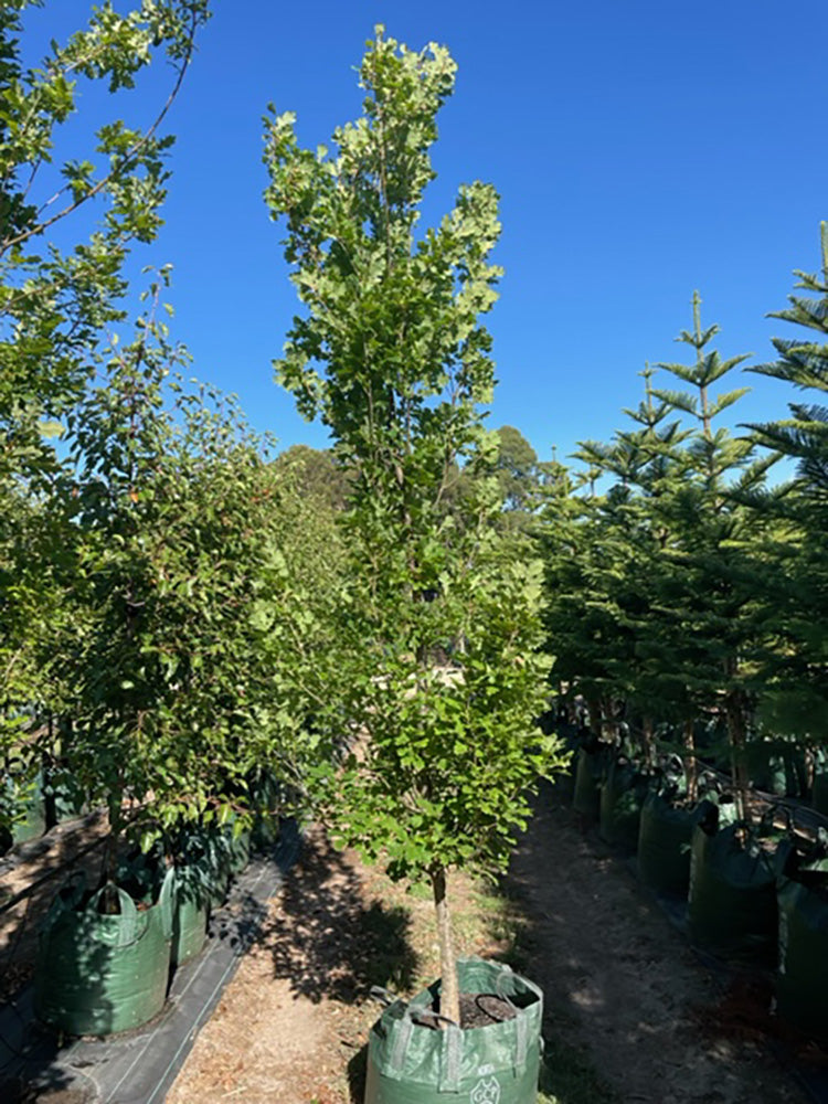 Quercus robur &