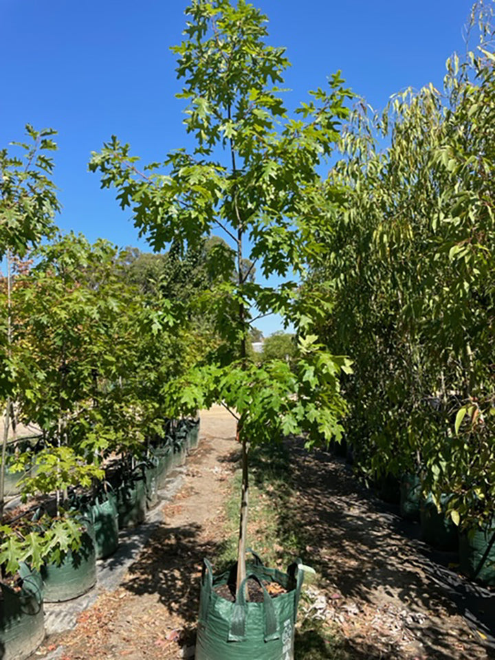 Quercus rubra 100L Grow Bag for sale Adelaide Plant Co