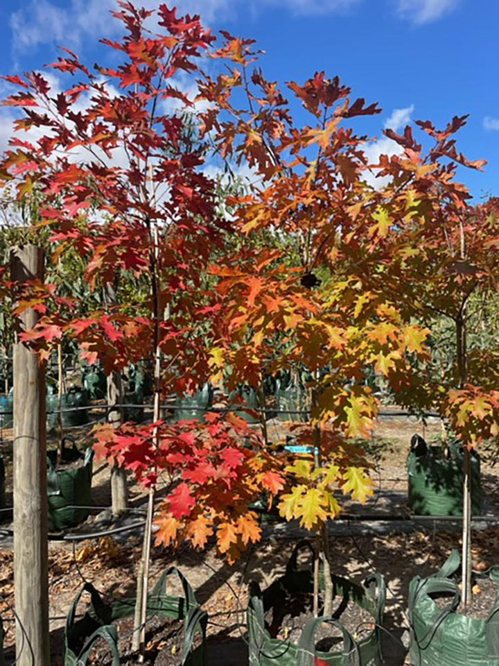 Quercus rubra 300mm Pot for sale Adelaide Plant Co