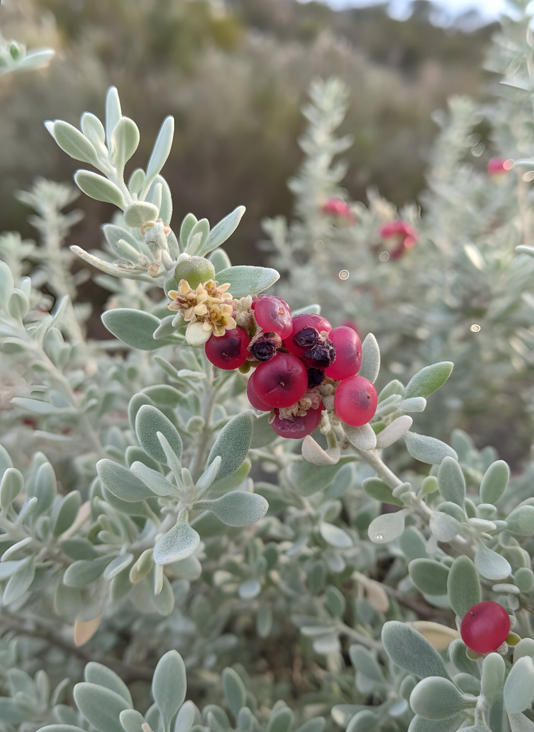 Rhagodia Spinescens var. Deltophylla 140mm Pot for sale Adelaide Plant Co