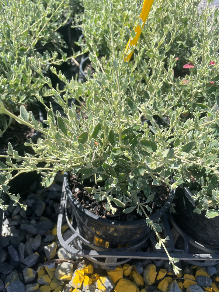 Rhagodia Spinescens var. Deltophylla