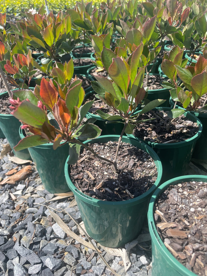 Rhaphiolepis Indica Fergusonii 'Little Bliss'