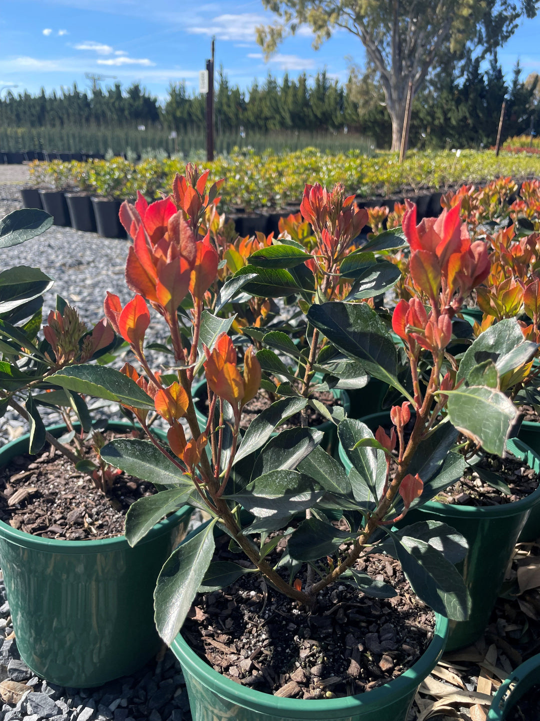 Rhaphiolepis Indica Fergusonii 'Little Bliss'