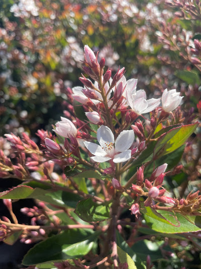 Rhaphiolepis Indica Fergusonii 'Little Bliss' 140mm Pot for sale Adelaide Plant Co