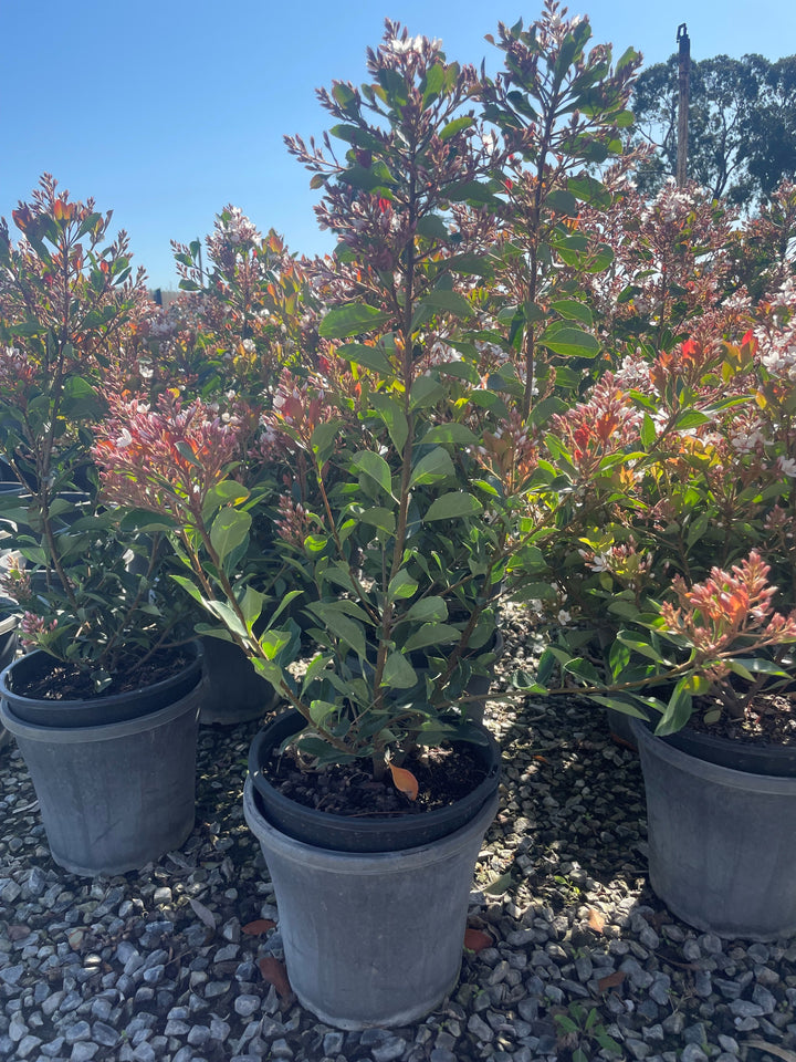 Rhaphiolepis Indica Fergusonii 'Little Bliss'