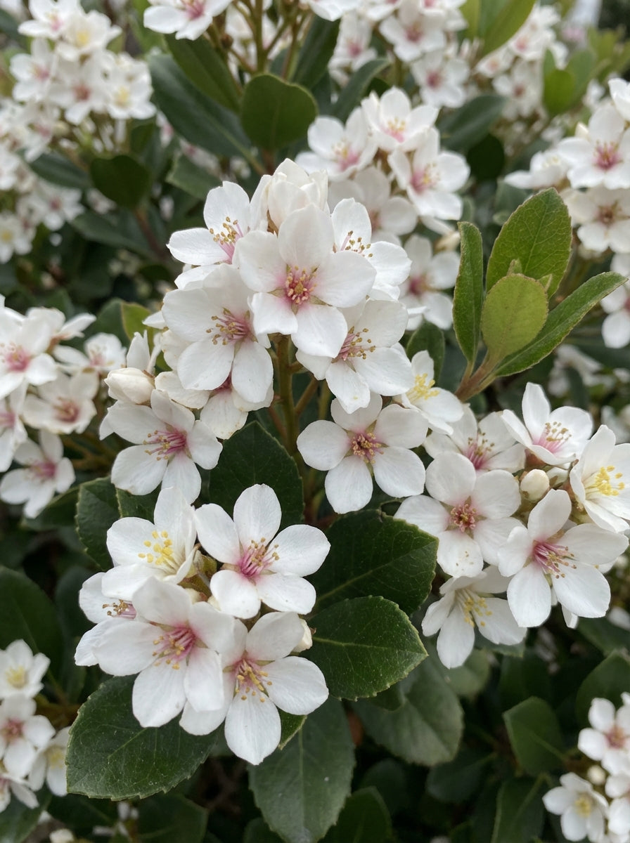 Rhaphiolepis indica 'Minikin' 140mm Pot for sale Adelaide Plant Co