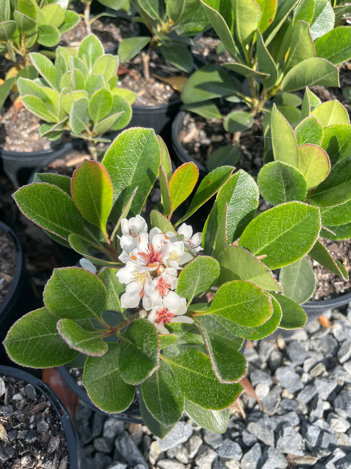 Rhaphiolepis Indica 'Oriental Pearl'