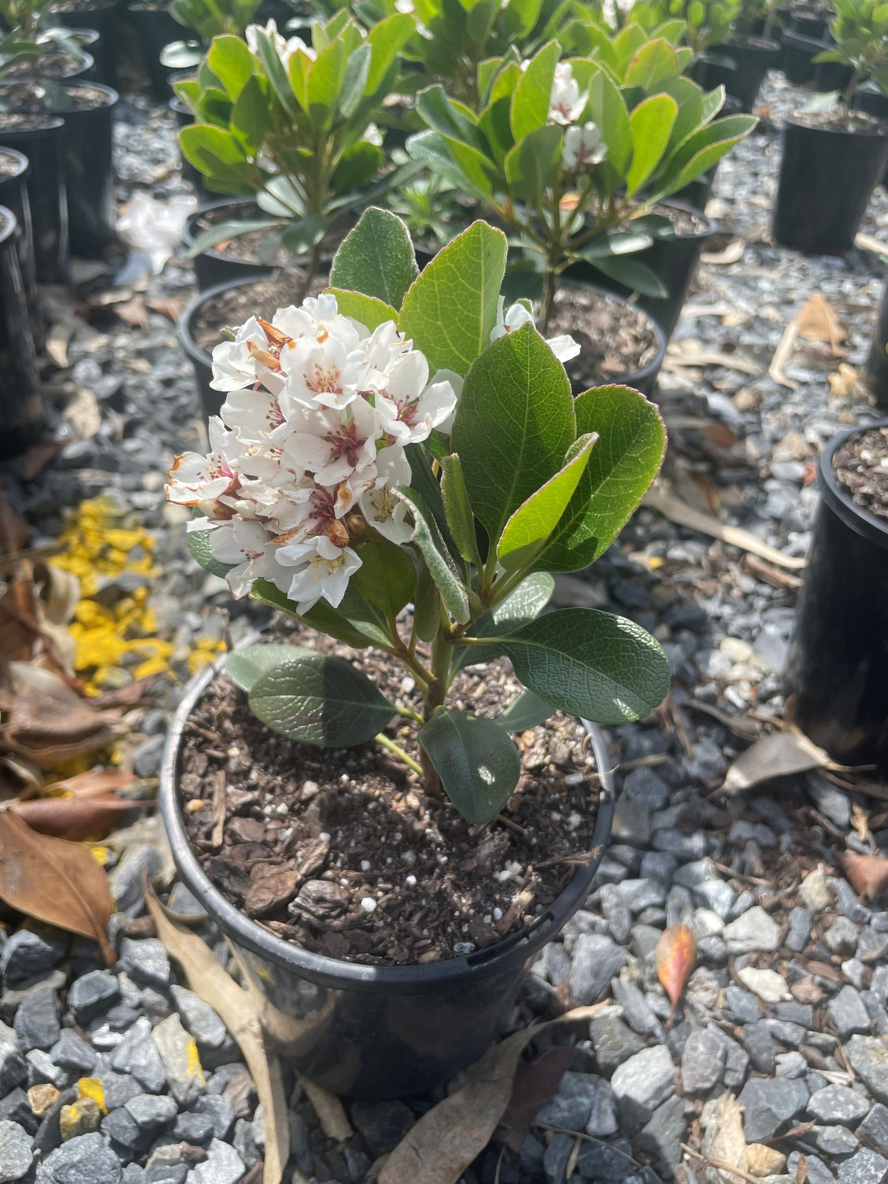 Buy Rhaphiolepis Indica 'Oriental Pearl' Hawthorn | Adelaide Plant Co