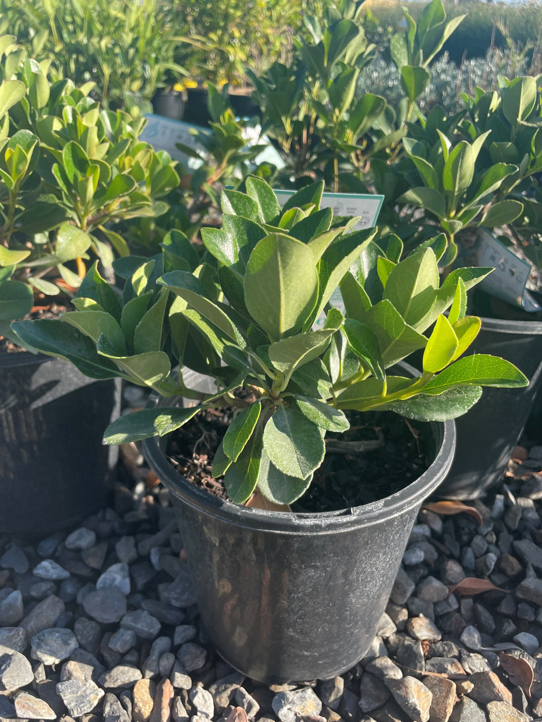 Rhaphiolepis Indica 'Oriental Pearl'