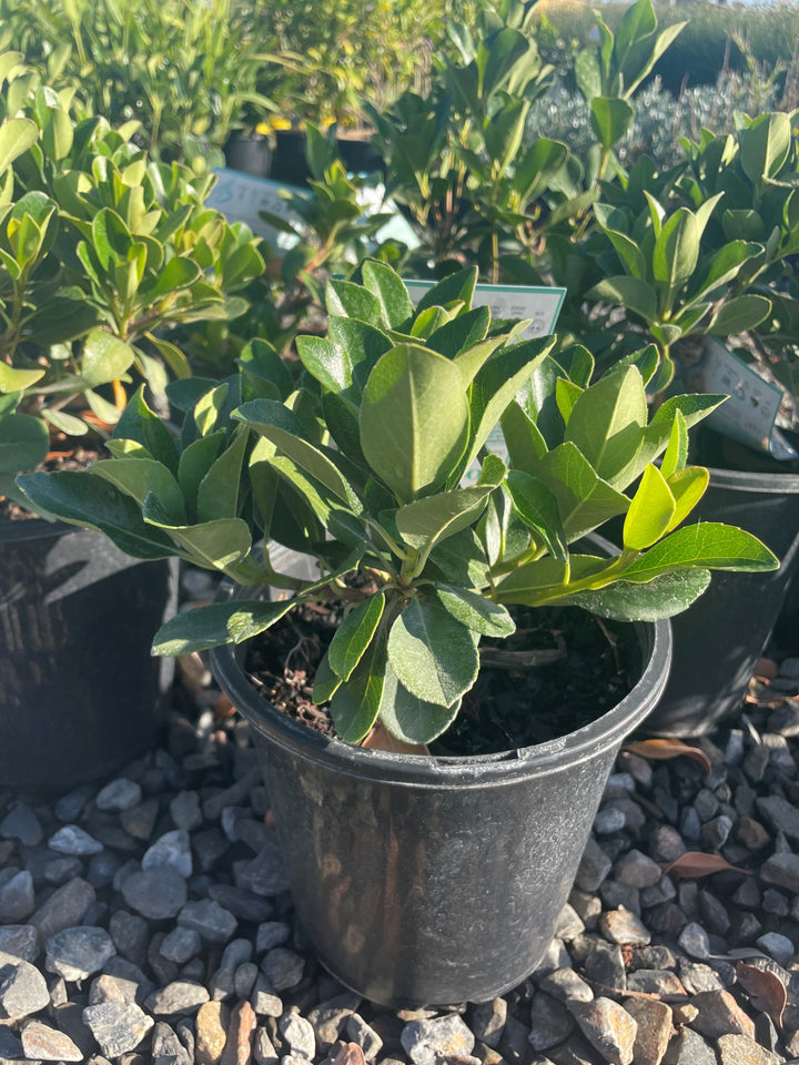 Rhaphiolepis Indica 'Oriental Pearl'