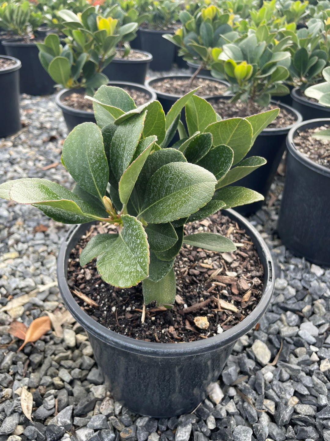 Rhaphiolepis Indica 'Oriental Pearl'