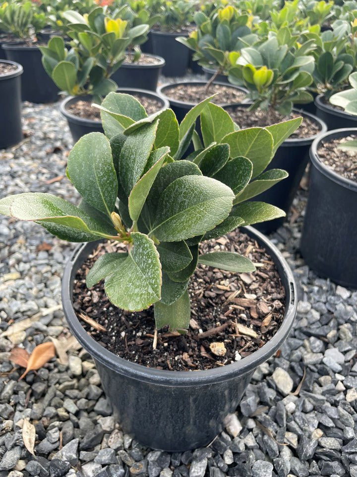 Rhaphiolepis Indica 'Oriental Pearl'