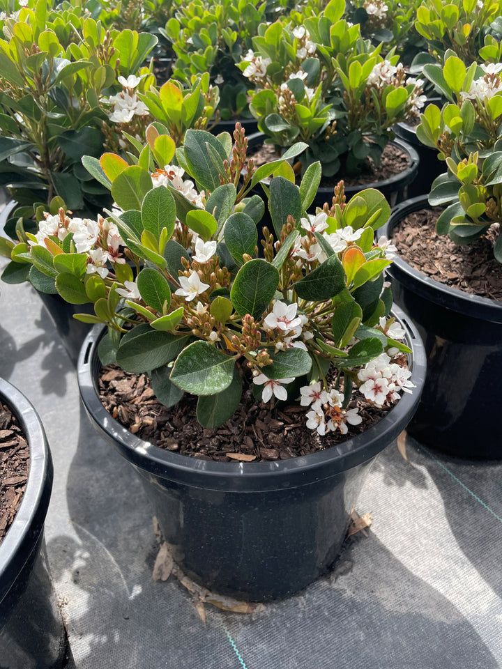 Rhaphiolepis Indica 'Oriental Pearl'