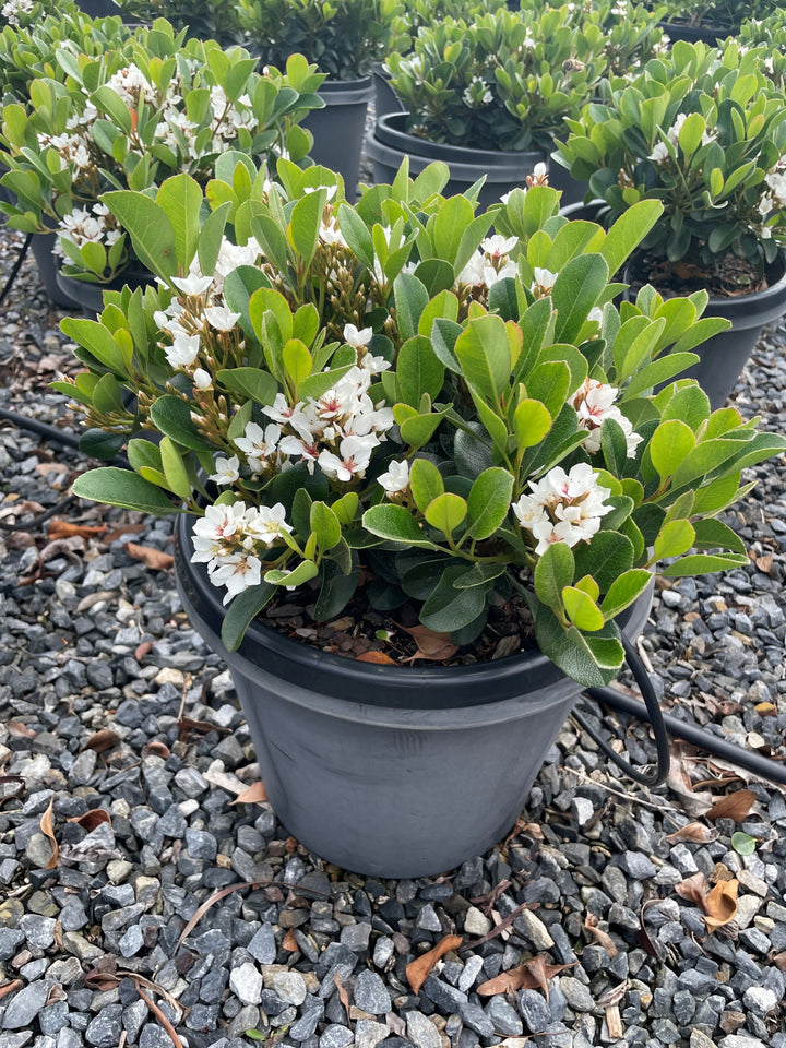 Rhaphiolepis Indica 'Oriental Pearl'