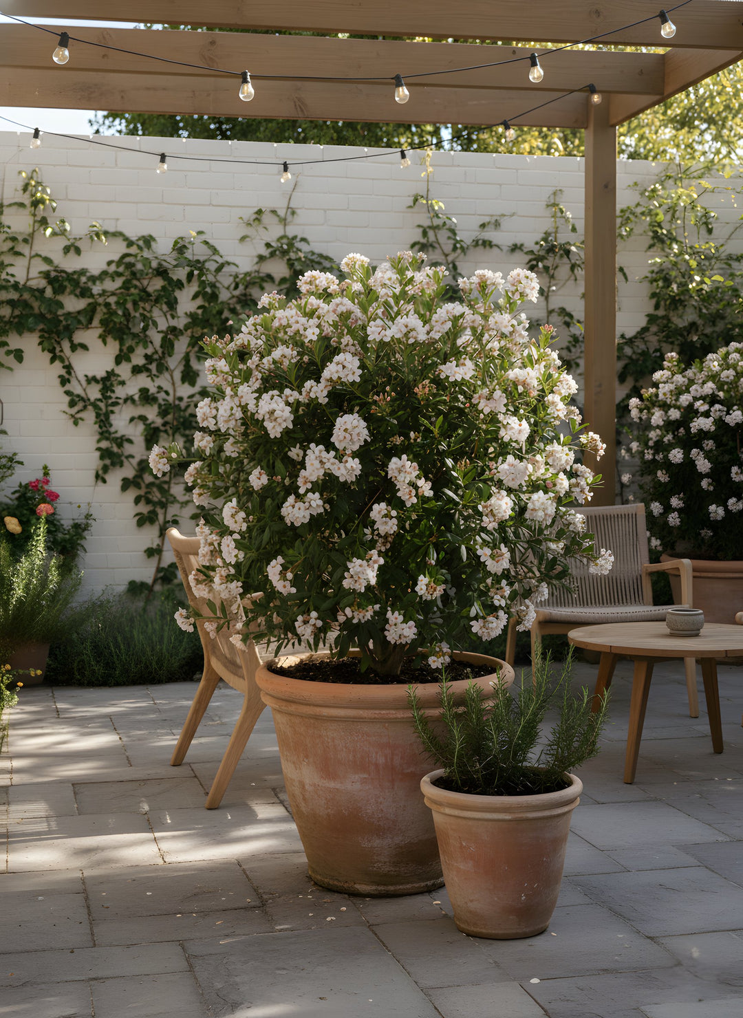 Rhaphiolepis Indica 'Oriental Pearl' 140mm Pot for sale Adelaide Plant Co