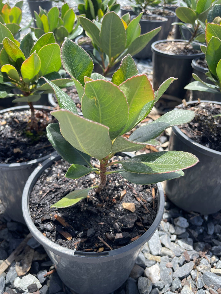 Rhaphiolepis Indica &