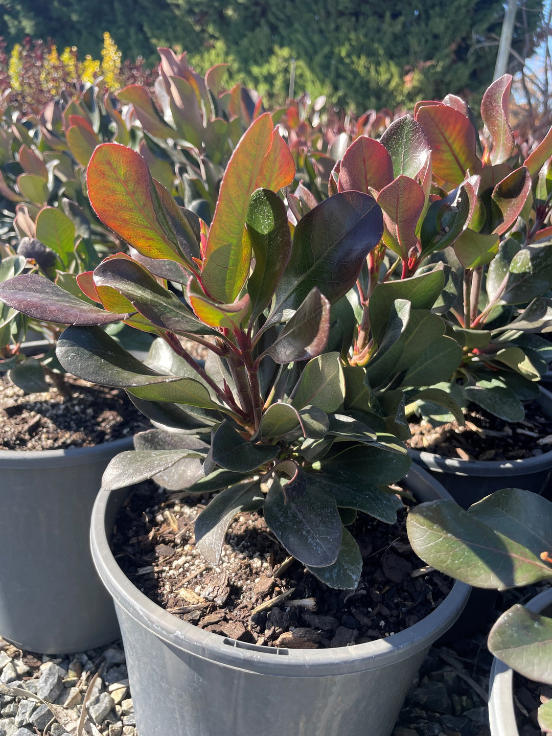 Rhaphiolepis Indica 'Oriental Pink'