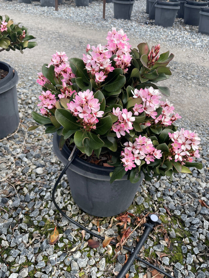 Rhaphiolepis Indica 'Oriental Pink'