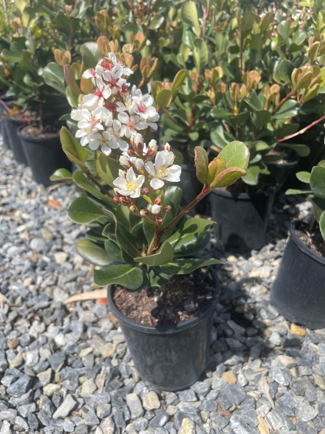 Rhaphiolepis Indica 'Snow Maiden'