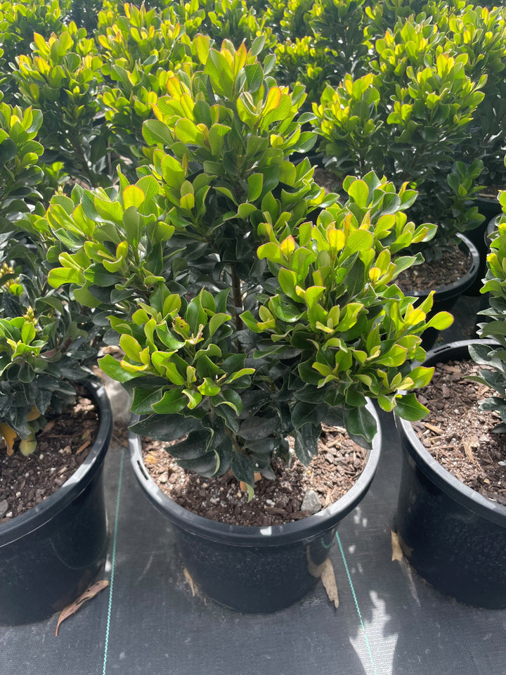 Rhaphiolepis Indica 'Snow Maiden'