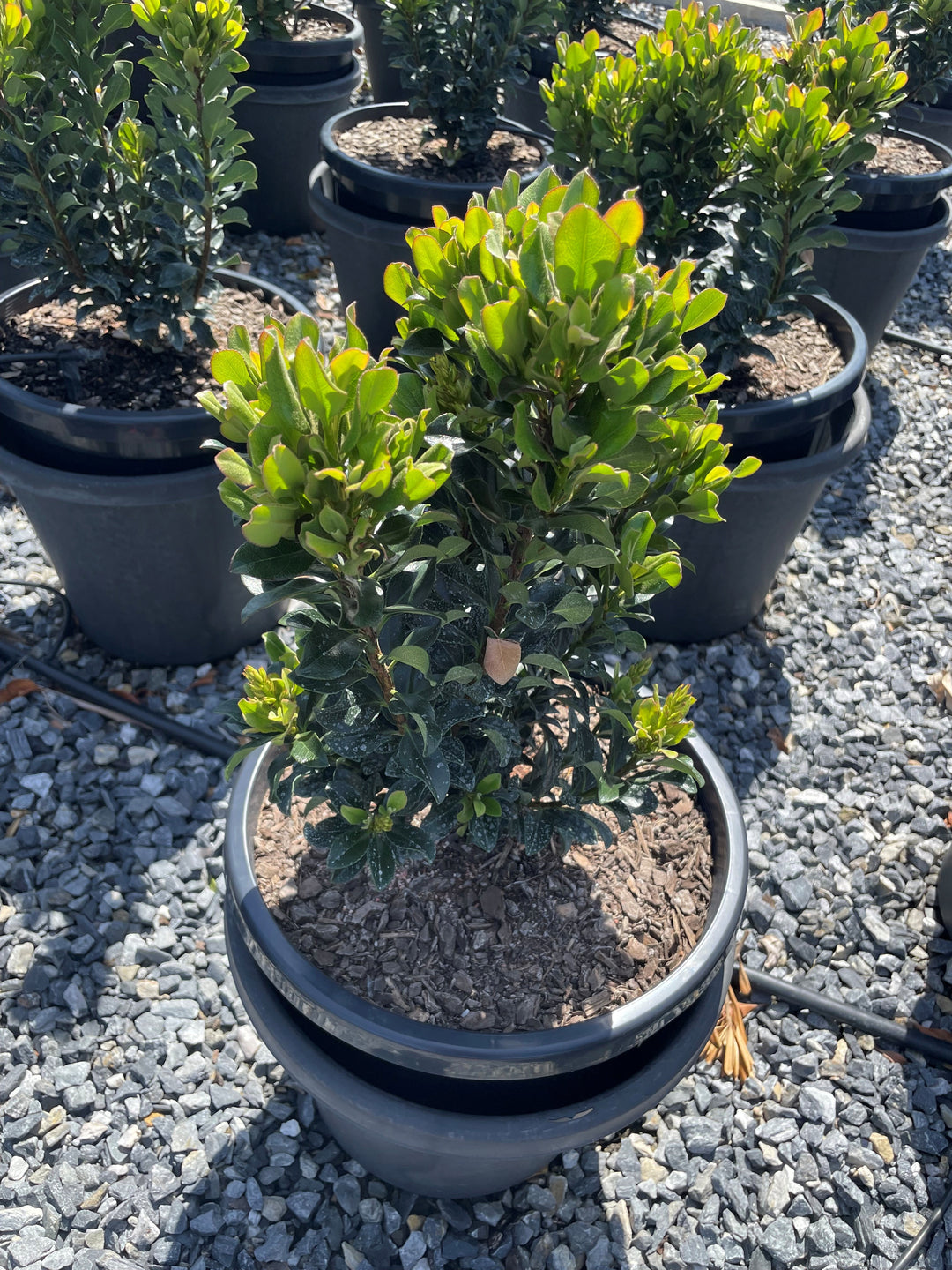 Rhaphiolepis Indica 'Snow Maiden'