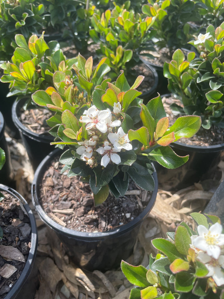 Rhaphiolepis Indica 'Snow Maiden'