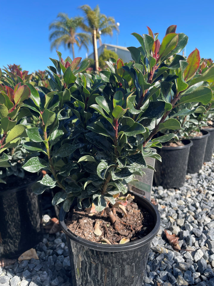 Rhaphiolepis Indica 'Snow Maiden'