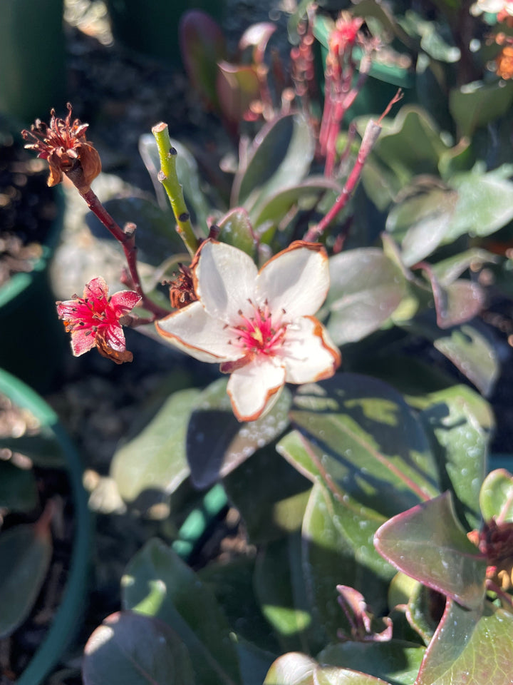 Rhaphiolepis Rosiflora 'Hot Tips'