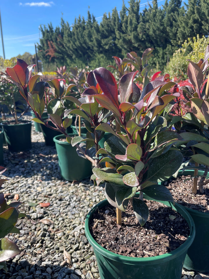 Rhaphiolepis Rosiflora 'Hot Tips'