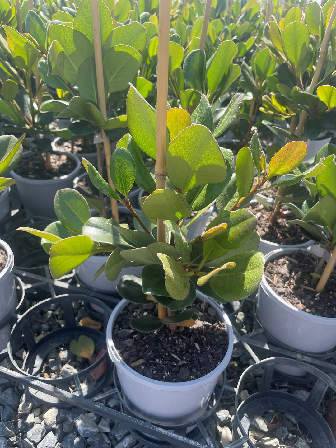 Rhaphiolepis Umbellata