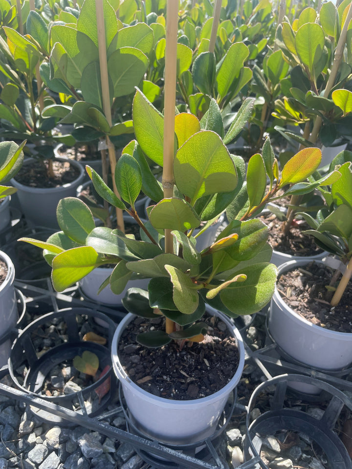 Rhaphiolepis Umbellata