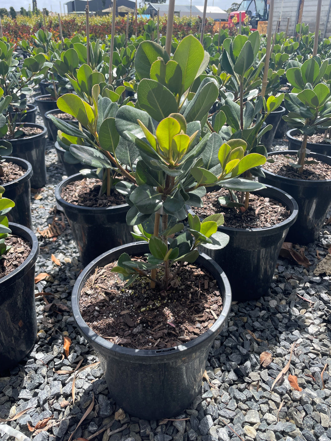 Rhaphiolepis Umbellata for sale Adelaide Plant Co