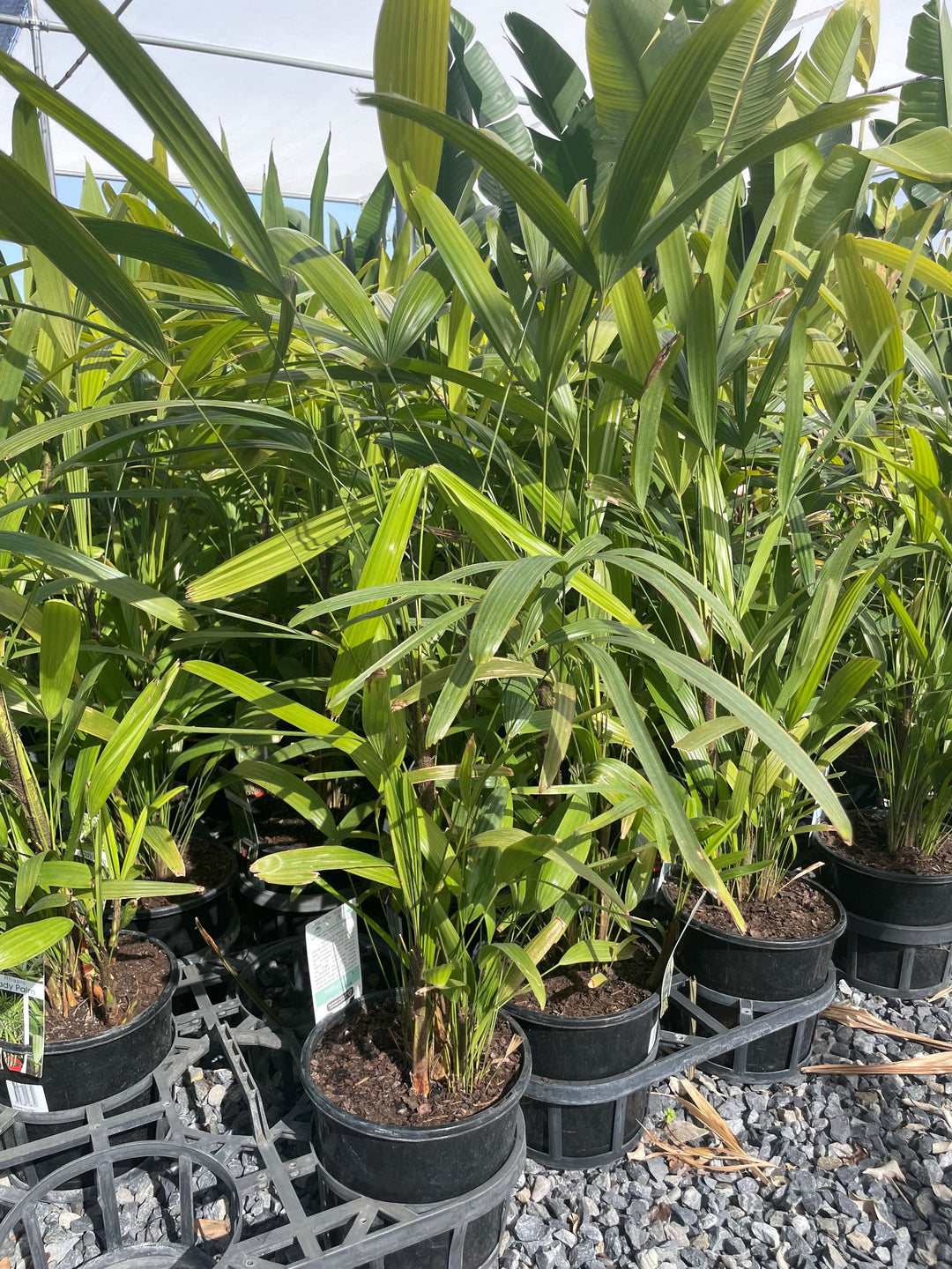 Rhapis Excelsa 200mm Pot for sale Adelaide Plant Co