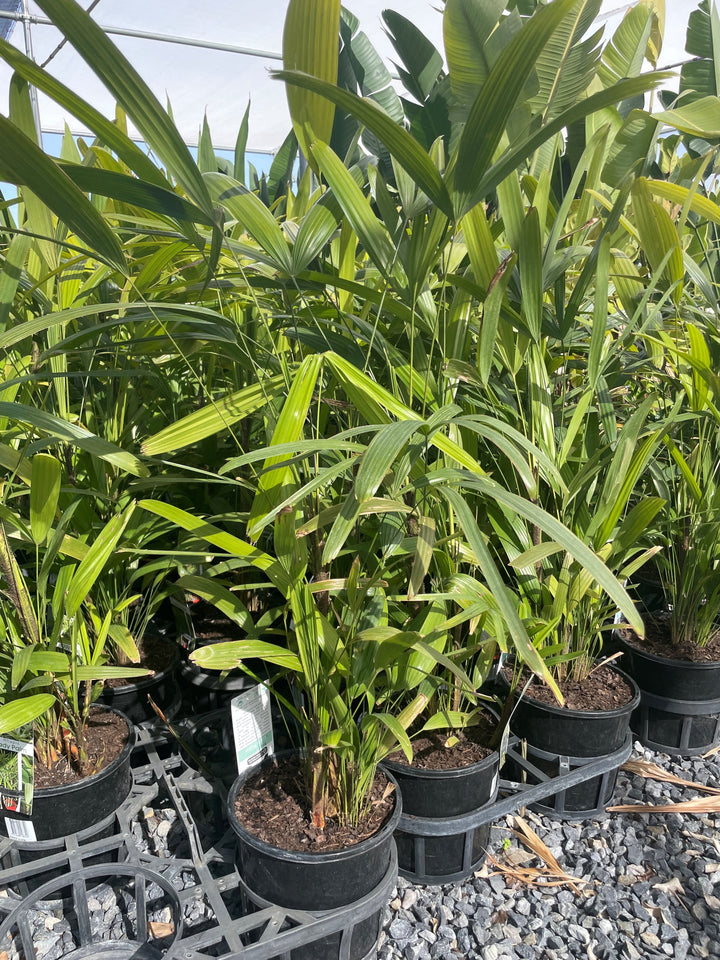 Rhapis Excelsa 200mm Pot for sale Adelaide Plant Co