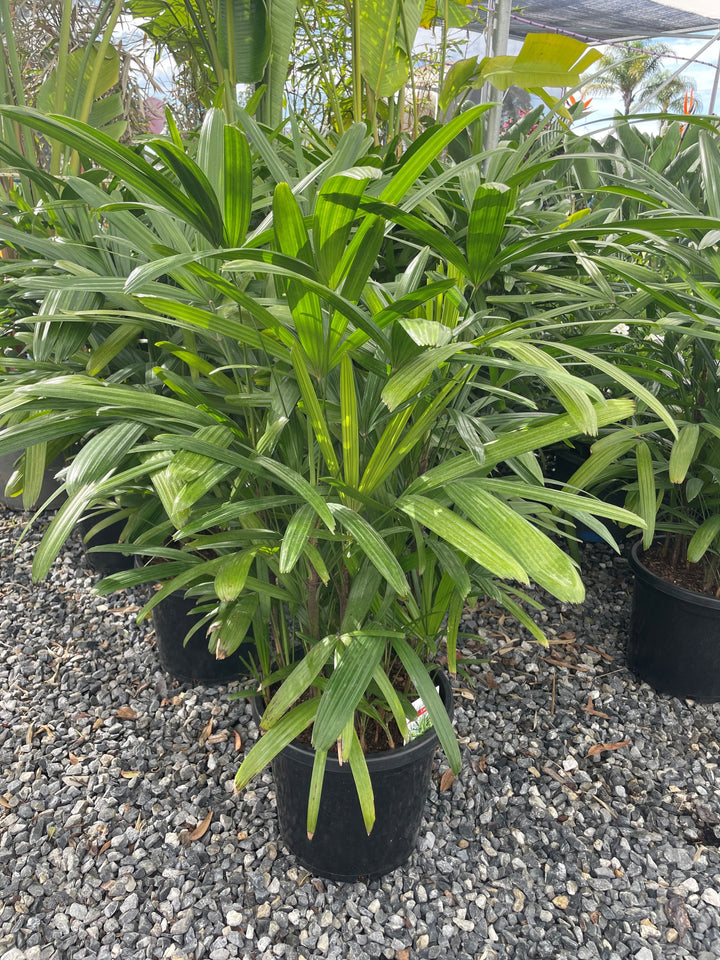 Rhapis Excelsa 300mm Pot for sale Adelaide Plant Co