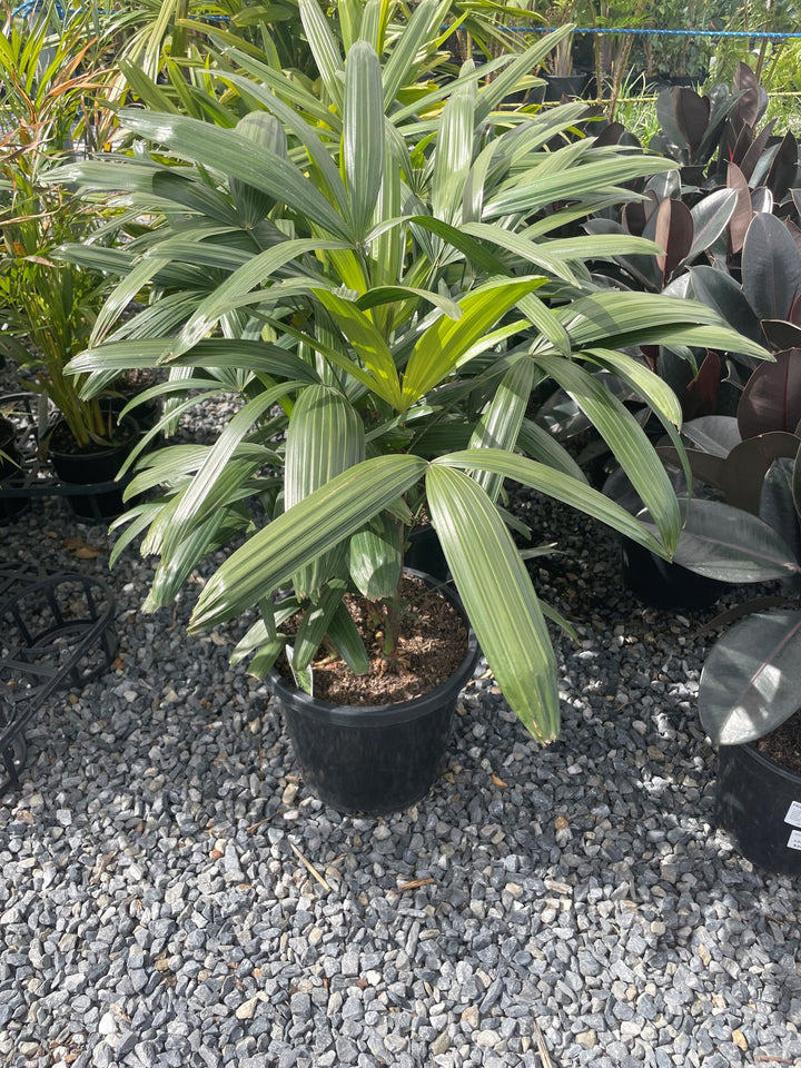 Rhapis Excelsa 5L Pot for sale Adelaide Plant Co