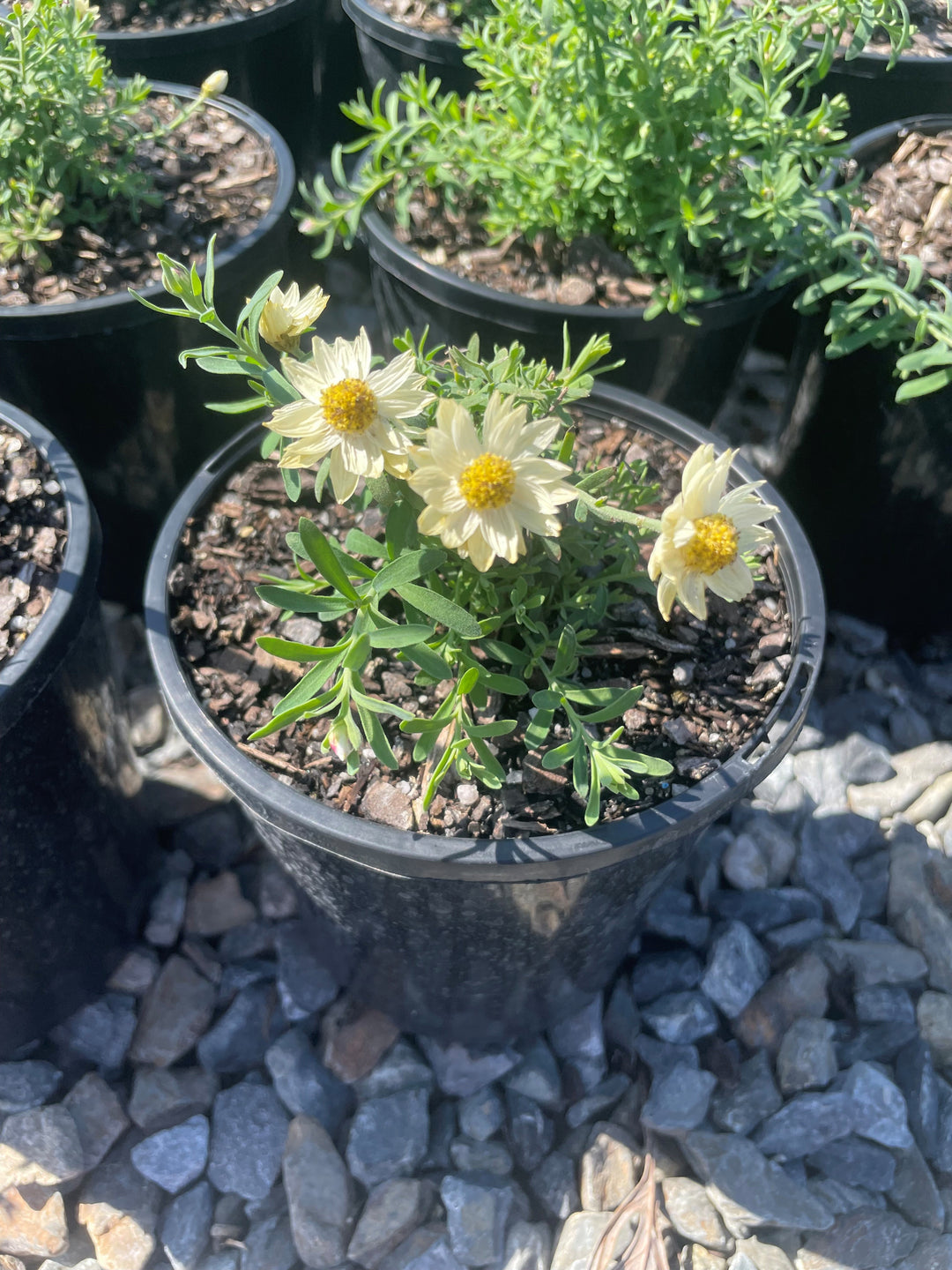 Gum Rhodanthe Chamomile Sunray (Rhodanthe anthemoides) | Adelaide Plant Co
