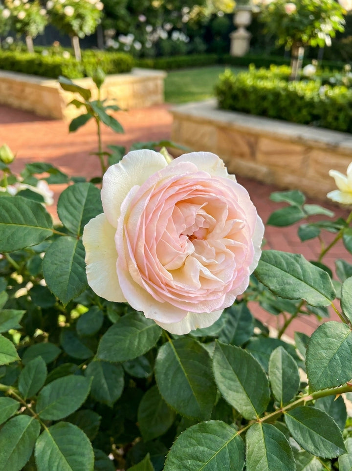 ROSE / Rosa &