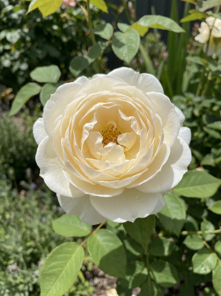 ROSE / Rosa &