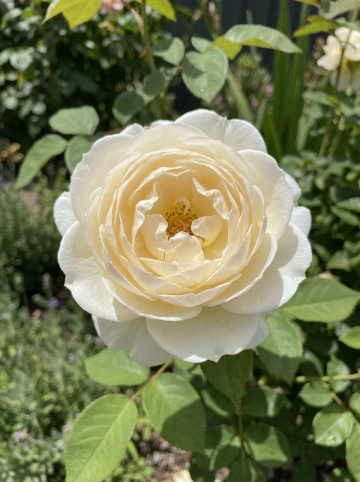 ROSE / Rosa &