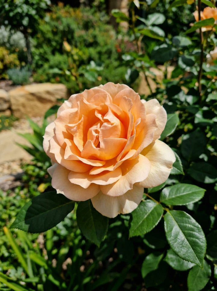 ROSE / Rosa &