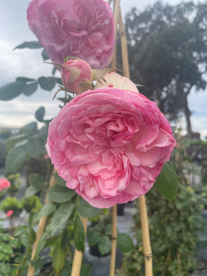 ROSE / Rosa cv. &