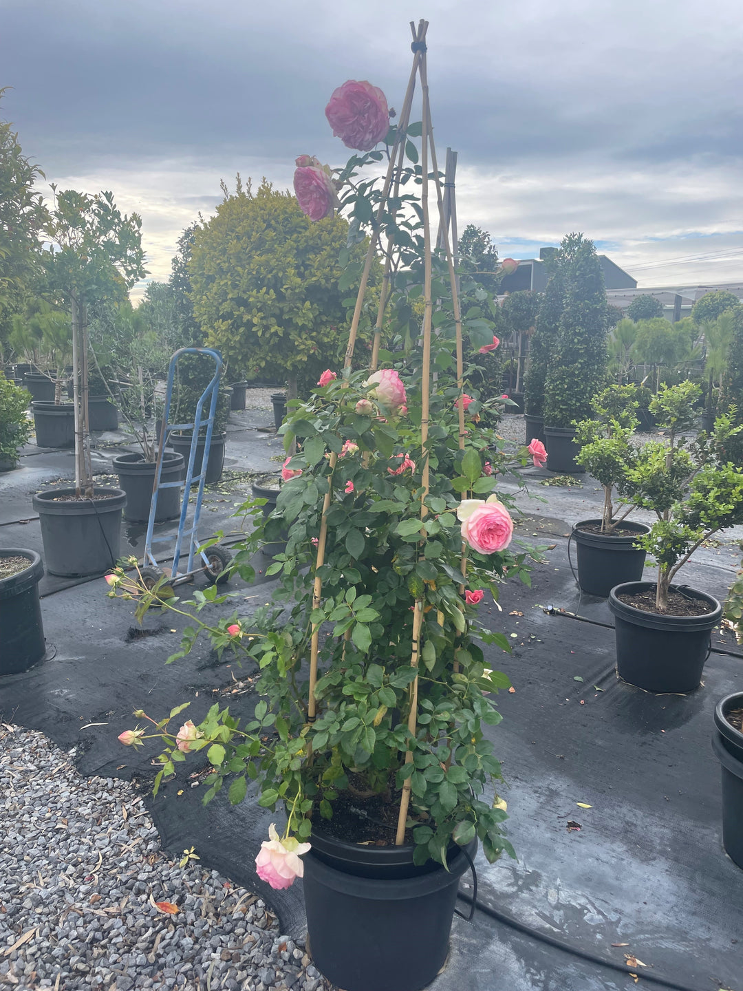 ROSE / Rosa cv. &