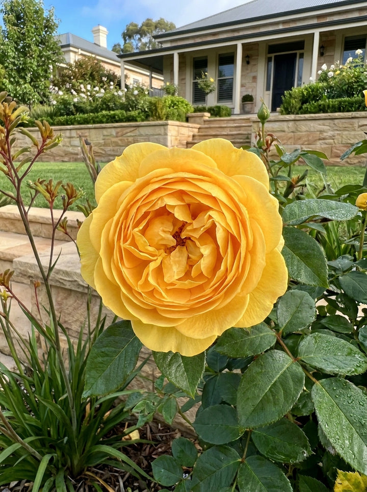 ROSE / Rosa &