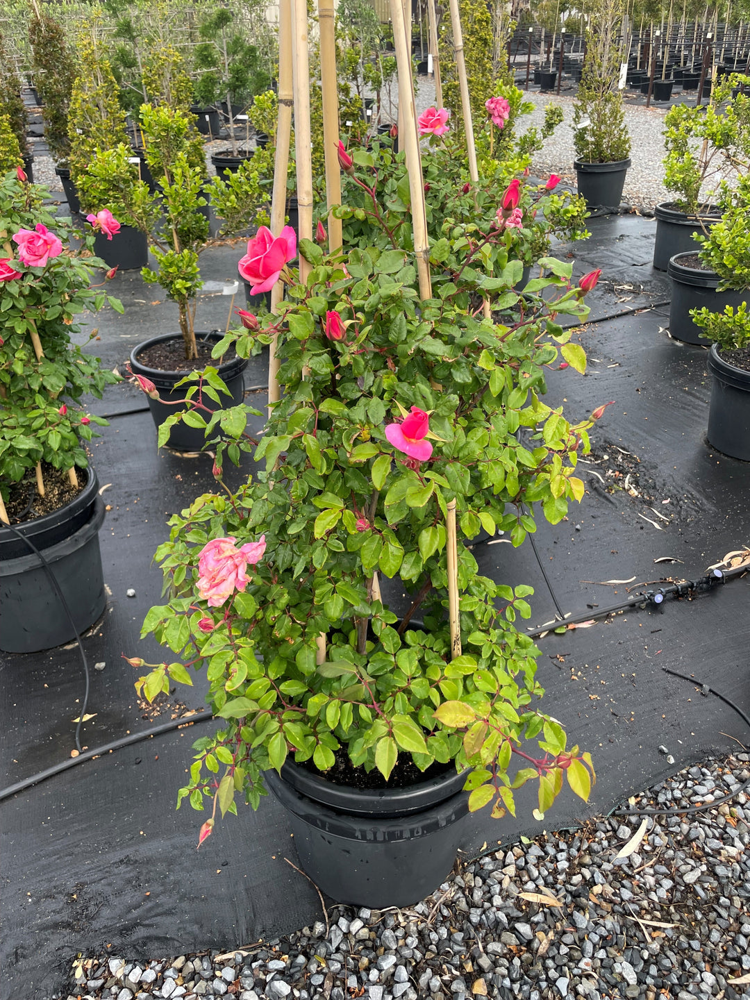 ROSE / Rosa 'Lorraine Lee'