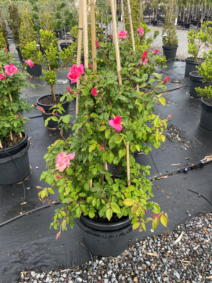 ROSE / Rosa 'Lorraine Lee'