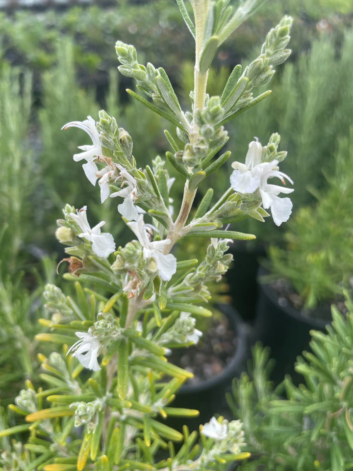 Rosmarinus officinalis &